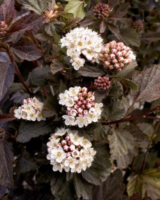 Physocarpus Optifolius Diabolo Selvåg Gartneri Hagesenter