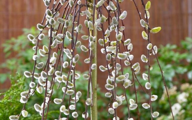 Salix Kilmarnock Selvåg Gartneri Hagesenter