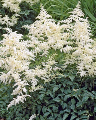 Astilbe Arendsii Brautschleier