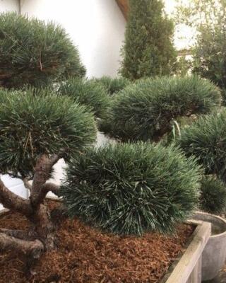 Bonsai Furu Selvåg Gartneri Hagesenter 2