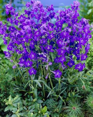 Delphinium Bell Atlantis Selvåg Gartneri Hagesenter