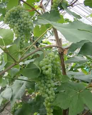 Himrod Selvag Gartneri