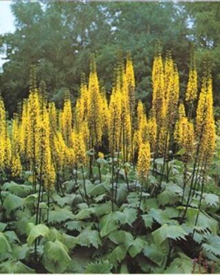 Ligularia Nøkketunge