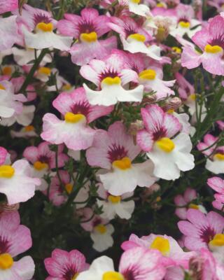 Nemesia Sansation Lychee Selvåg Gartneri Og Hagesenter