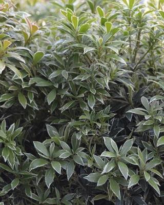 Pieris Japonica Little Heath 03 Web Jpg