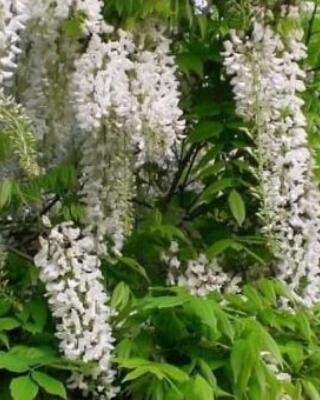 Wisteria flor Alba Selvåg gartneri hagesenter