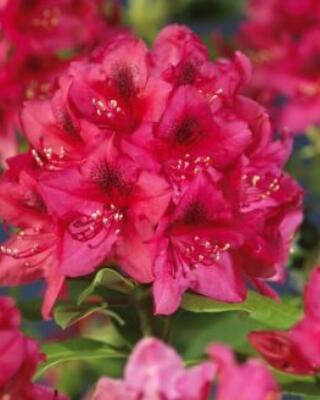 Rhododendron Nova Zembla Selvåg gartneri hagesenter