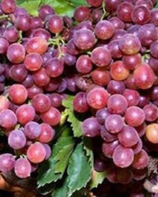 Vitis vinifea Fragola Selvåg gartneri hagesenter