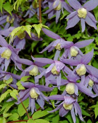 Klematis Clematis7 Selvag Gartneri