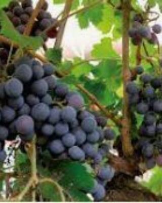 Vitis vinifera Zilga Selvåg gartneri hagesenter