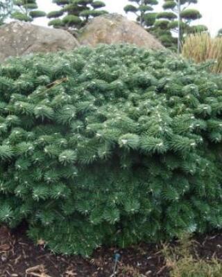 Abies Koreana Tundra Selvåg Gartneri Hagesenter