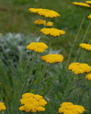 Achillea Filipendulina Selvåg Gartneri Hagesenter