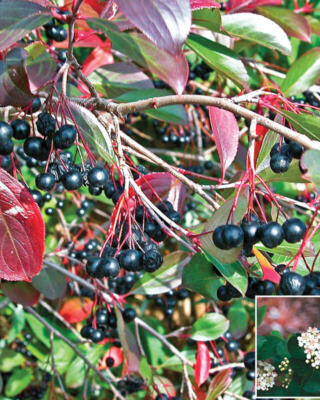 Aronia Bær Selvbåg Gartneri Hagesenter