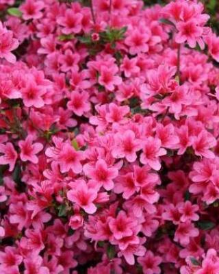 Azalea Conny Selvåg gartneri hagesenter