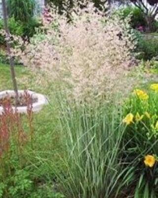 Calamagrostis × Acutiflora Overdam