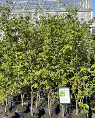 Fagus silvatica vanlig bøk Selvåg gartneri hagesenter