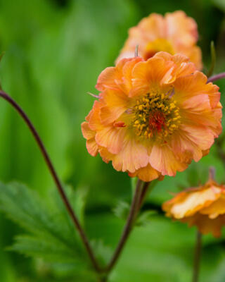 Geum Totally Tangerine Selvåg Gartneri Hagesenter Sh