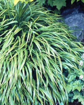Hakonechloa Selvåg Gartneri Hagesenter