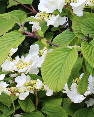 Klatrehortensia Selvag Gartneri