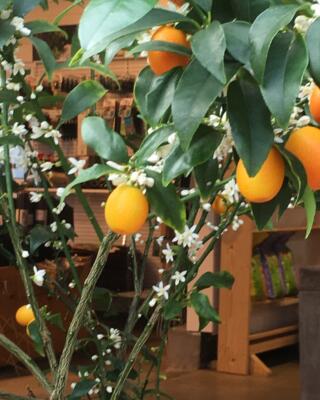 Kumquat Selvåg Gartneri Hagesenter