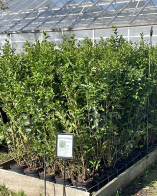 Ligustrum ov Vinterliguster Selvåg gartneri hagesenter IMG 2692