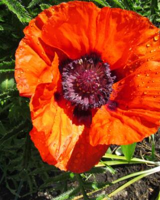 Papaver Orientale Harvest Moon Selvåg Gartneri Og Hagesenter Sh