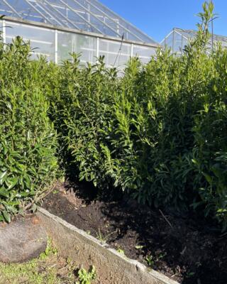 Prunus lau Filigrow Sofia Selvåg gartneri hagesenter IMG 2685