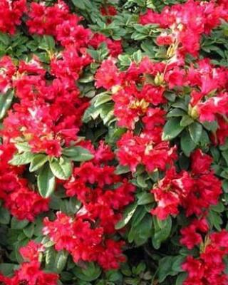 Rhododendron Bengal Selvåg Gartneri Hagesenter