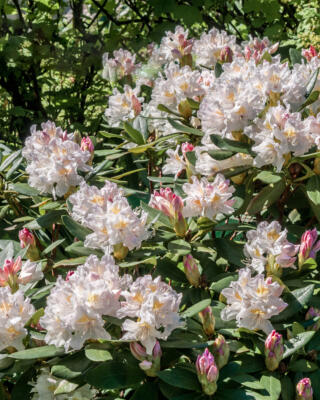 Rhododendron Cunninghams White Selvåg Gartneri Hagesenter