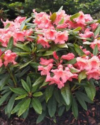 Rhododendron Tortoiseshell Orange Selvåg Gartneri Hagesenter