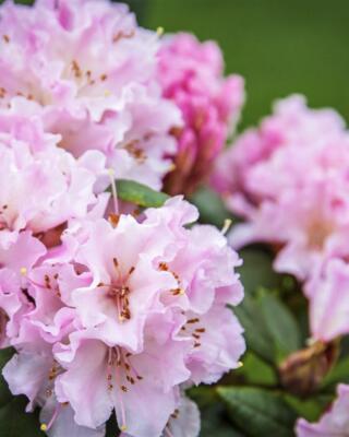 Rhododendron