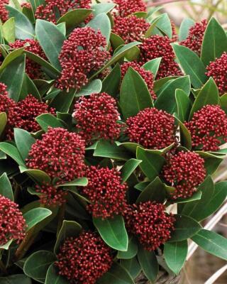 Skimmia Japonica Selvåg Gartneri Hagesenter