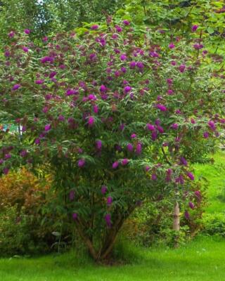 Sommerfuglbusk Buddleia Selvag Gartneri