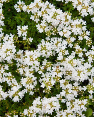 Thymus Praecox Albiflorus Selvåg Gartneri Og Hagesenter