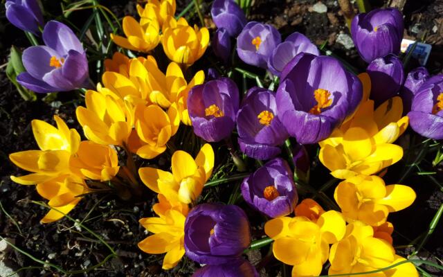 5 Krokus