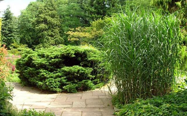 Elefantgress Miscanthus Selvåg Gartneri Hagesenter