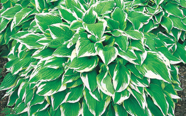 Hosta Albomarginata