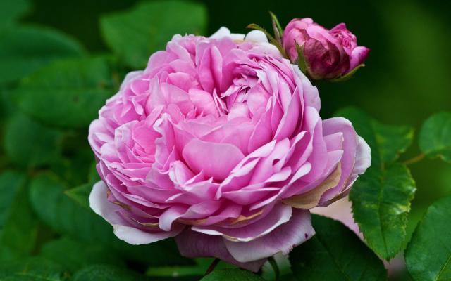 Jacques Cartier