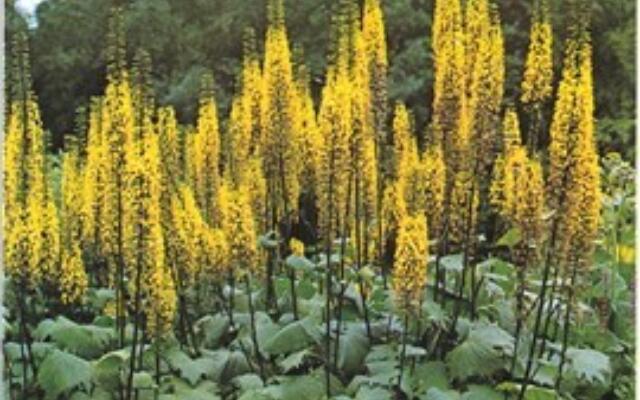 Ligularia Nøkketunge