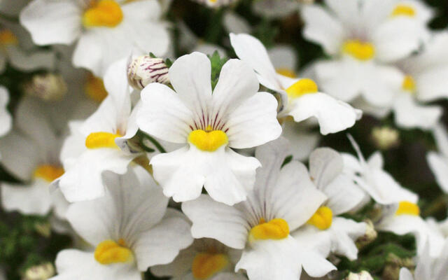 Nemesia Sansation Anona Selvåg Gartneri Og Hagesenter