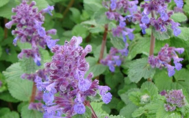 Nepeta Racemosa Grog Selvåg Gartneri Hagesenter