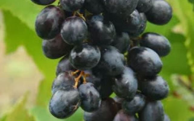 Rembarandt Grape 1 Selvag Gartneri