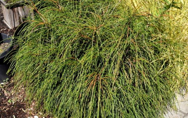 Thuja Whipcord Selvåg Gartneri Hagesenter
