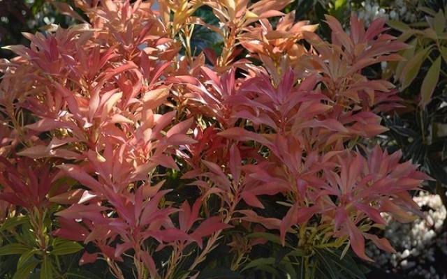 Pieris Forest Flame Web 03