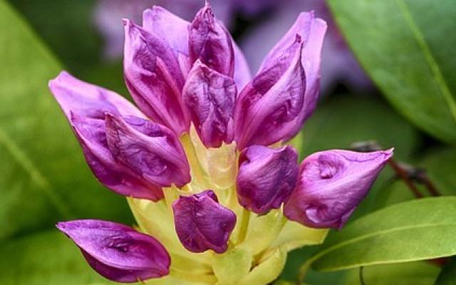 Rhododendron 111631 340