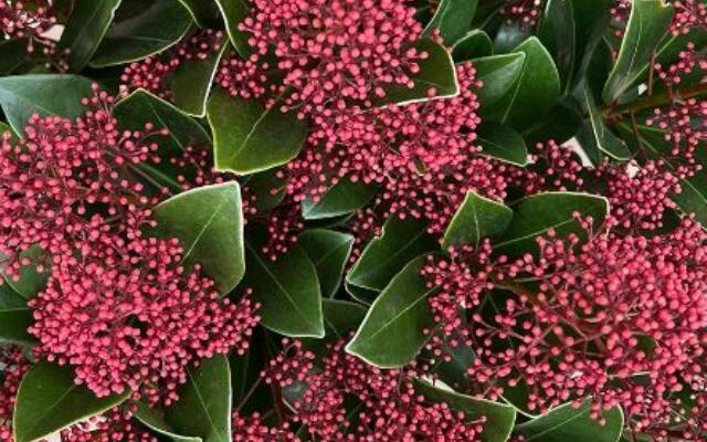 Skimmia Rubella Selvåg gartneri hagesenter