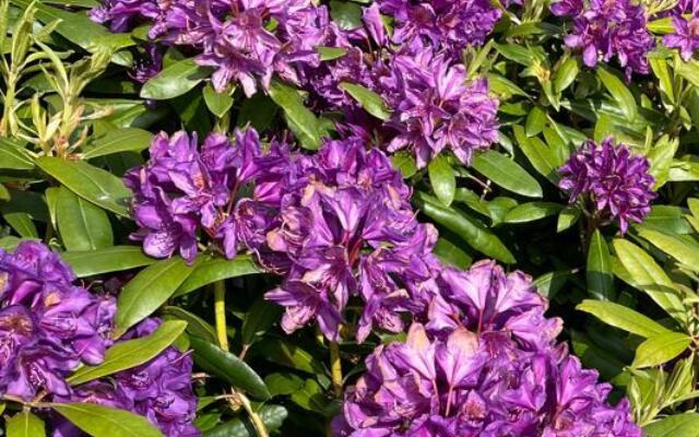 Rhododendron Marcel Menard Selvåg gartneri hagesenter
