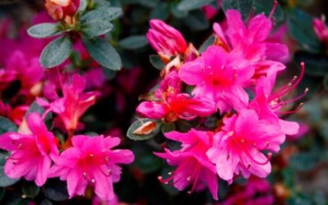 Azalea Amoena Selvåg gartneri hagesenter