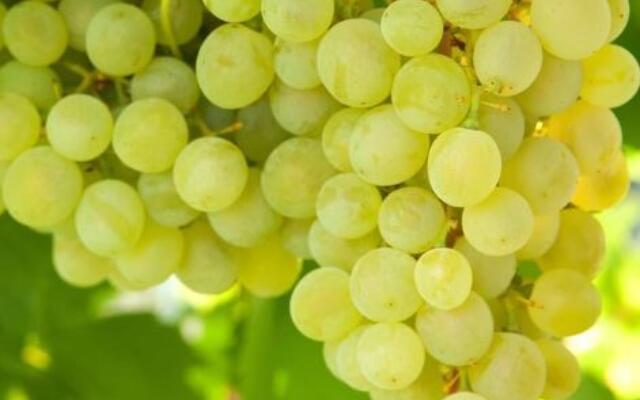 Vitis vinifera Supaga Selvåg gartneri hagesenter