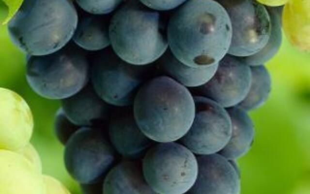 Vitis Glenora Selvåg gartneri hagesenter